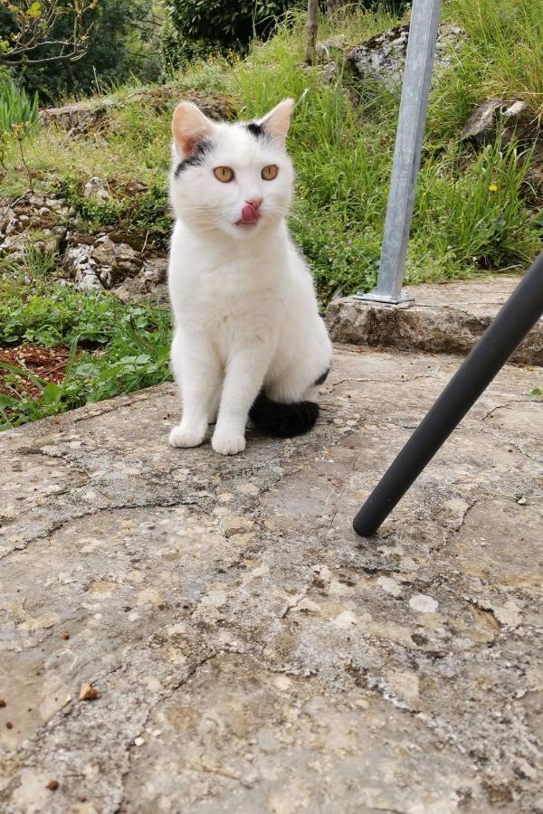 Mošćenička Draga Apartman Marijeta מראה חיצוני תמונה
